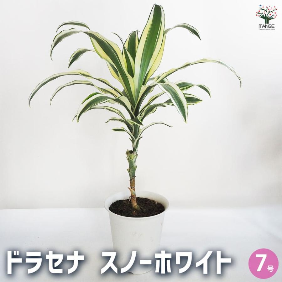 ドラセナ　分頭株 ドラセナ スノーホワイト 【観葉植物 7号鉢／1個売り】 : shopooo by