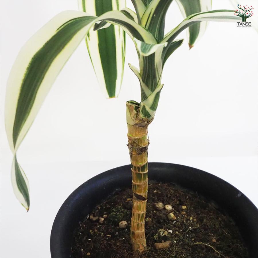 ドラセナ スノーホワイト 【観葉植物 7号鉢／1個売り】 : shopooo by