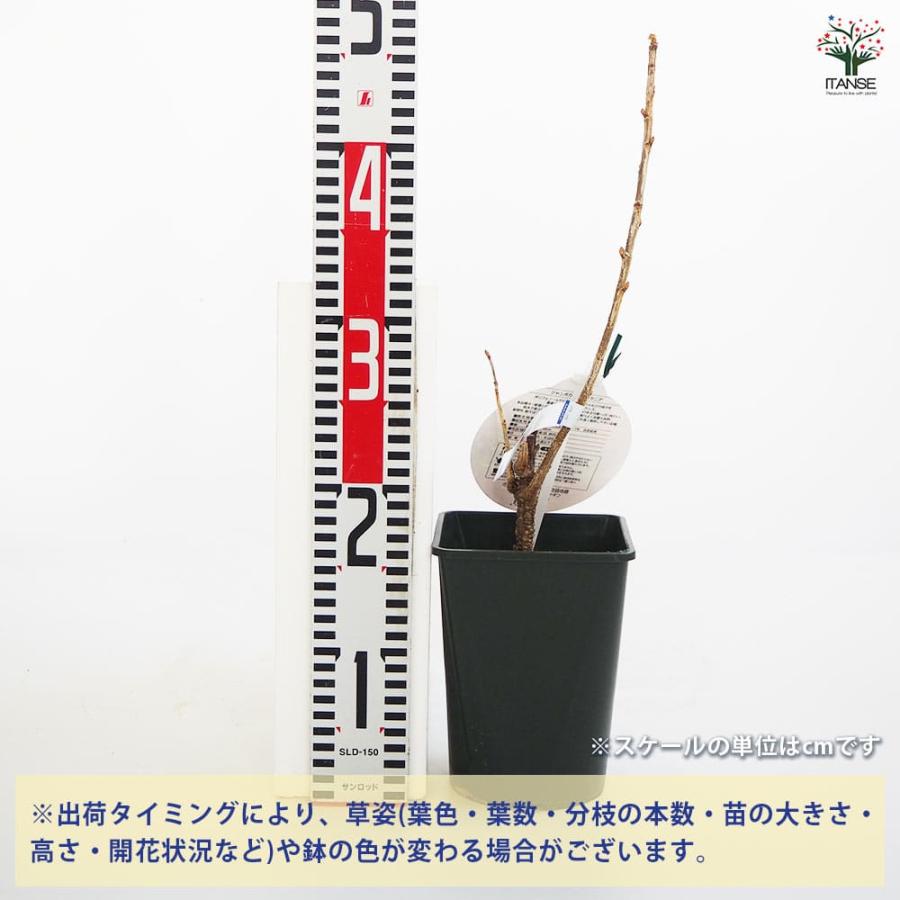 カシスの苗木 ジャンボカシス チタニア 【果樹の苗木 5号／1個売り