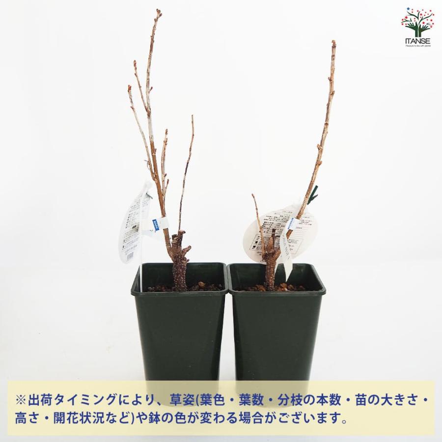 カシスの苗木 ジャンボカシス チタニア 【果樹の苗木 5号／1個売り