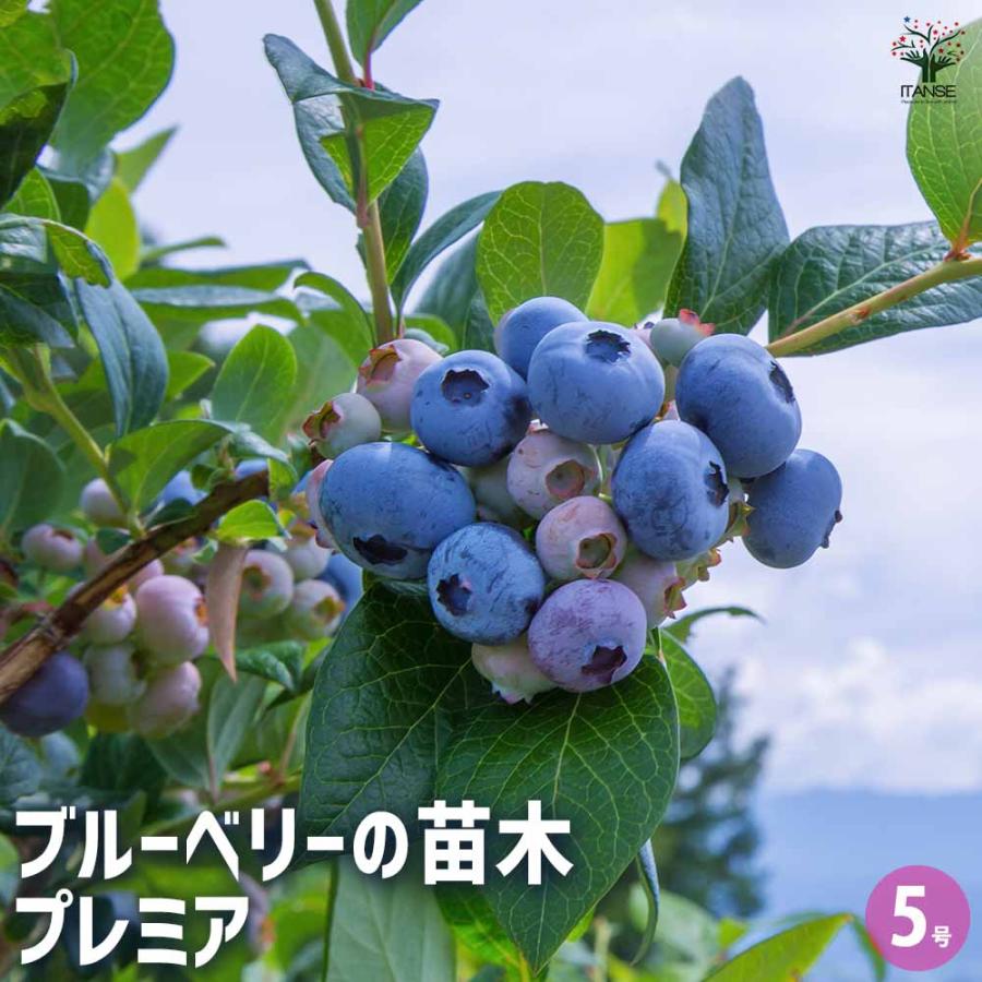 ブルーベリー プレミア 【果樹の苗木 5号／1個売り】 : shopooo by GMO