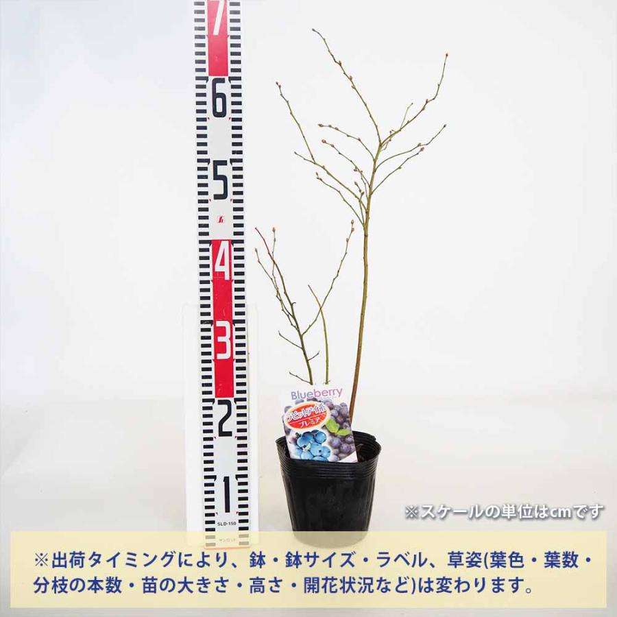 ブルーベリー プレミア 【果樹の苗木 5号／1個売り】 : shopooo by GMO