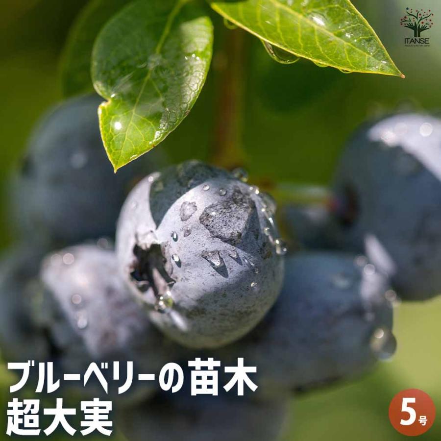 ブルーベリー 超大実 【果樹の苗木 5号／1個売り】 : shopooo by GMO