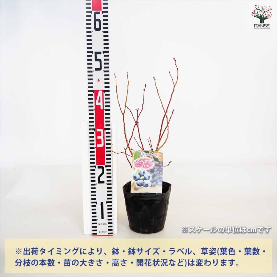 ブルーベリー苗木　果実付き ブルーベリー 超大実 【果樹の苗木 5号／1個売り】 : shopooo by GMO
