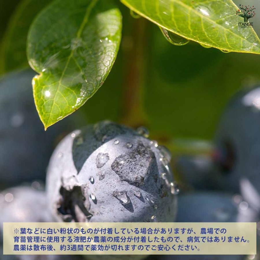 ブルーベリー 超大実 【果樹の苗木 5号／1個売り】 : shopooo by GMO