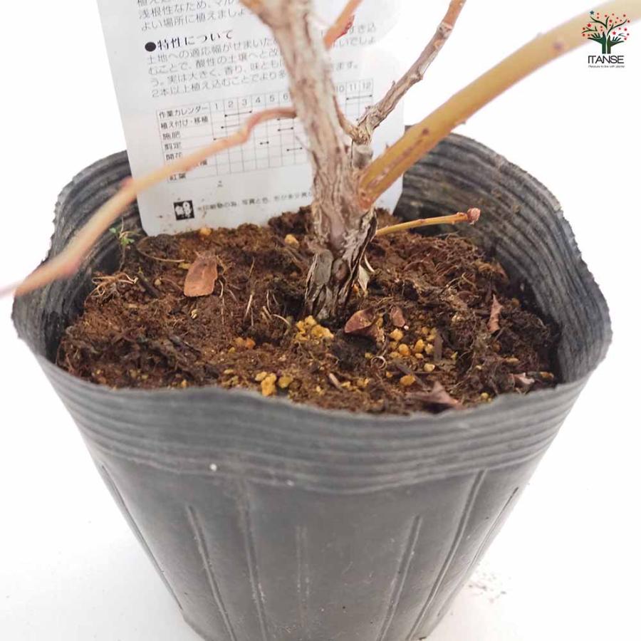 ブルーベリー 超大実 【果樹の苗木 5号／1個売り】 : shopooo by GMO