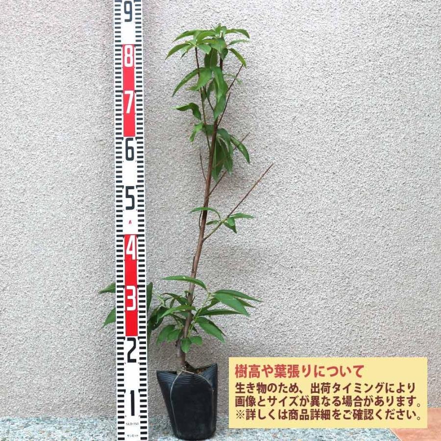 桃の苗木 あかつき【果樹苗 接木苗12〜15cmポット／1個】 : shopooo by