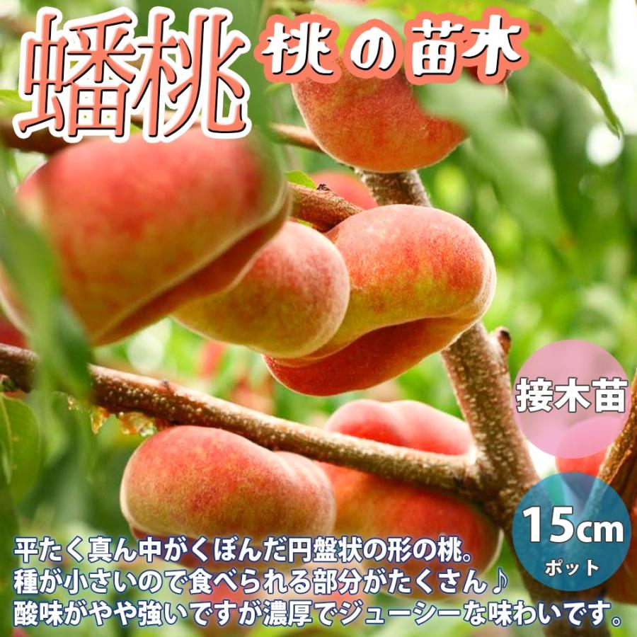 桃の苗木 蟠桃 チャイナピーチ【果樹苗 1〜2年生 接木苗15cmポット／1
