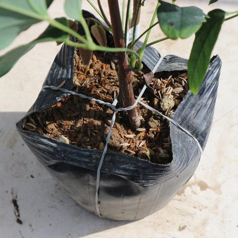 あけび 3枚葉5枚葉苗木セット