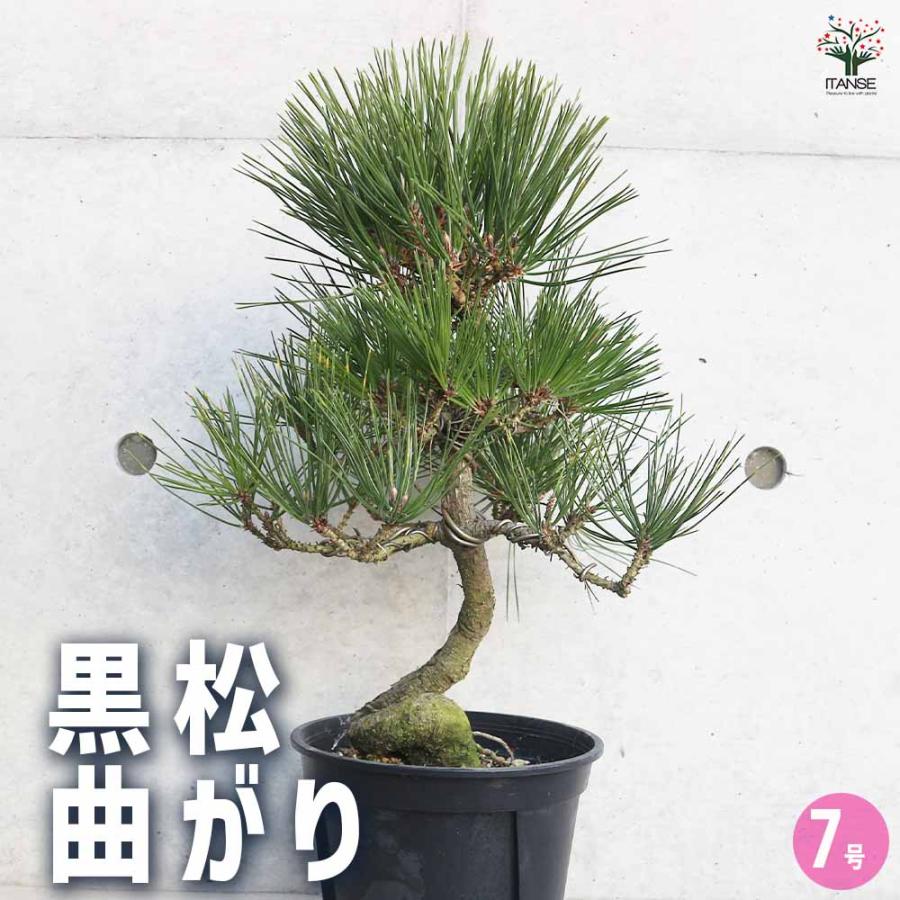 黒松 曲がり 【庭木 7号／1個売り】 : shopooo by GMO - 通販 - Yahoo