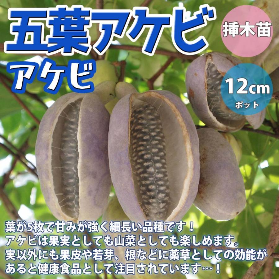 アケビの苗木 五葉【果樹苗 2年生 挿木苗12cmポット／1個】 : shopooo