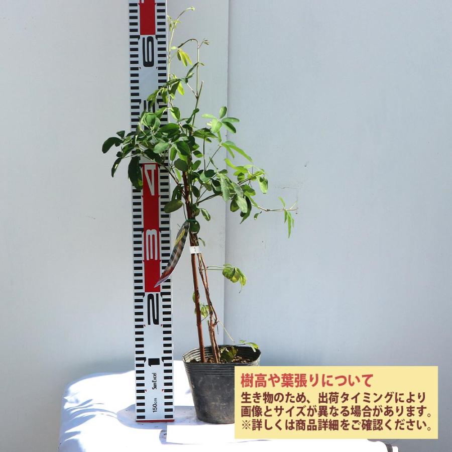 アケビの苗木 五葉【果樹苗／12cmポット挿木苗／1個】 : shopooo by