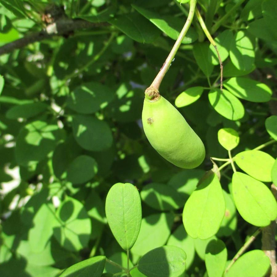 アケビの苗木 五葉【果樹苗 2年生 挿木苗12cmポット／1個】 : shopooo