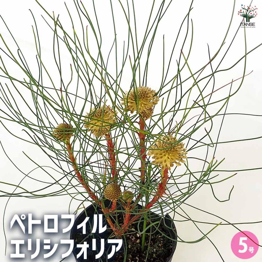 ペトロフィル ”エリシフォリア” A 安い オージープランツ 現物発送