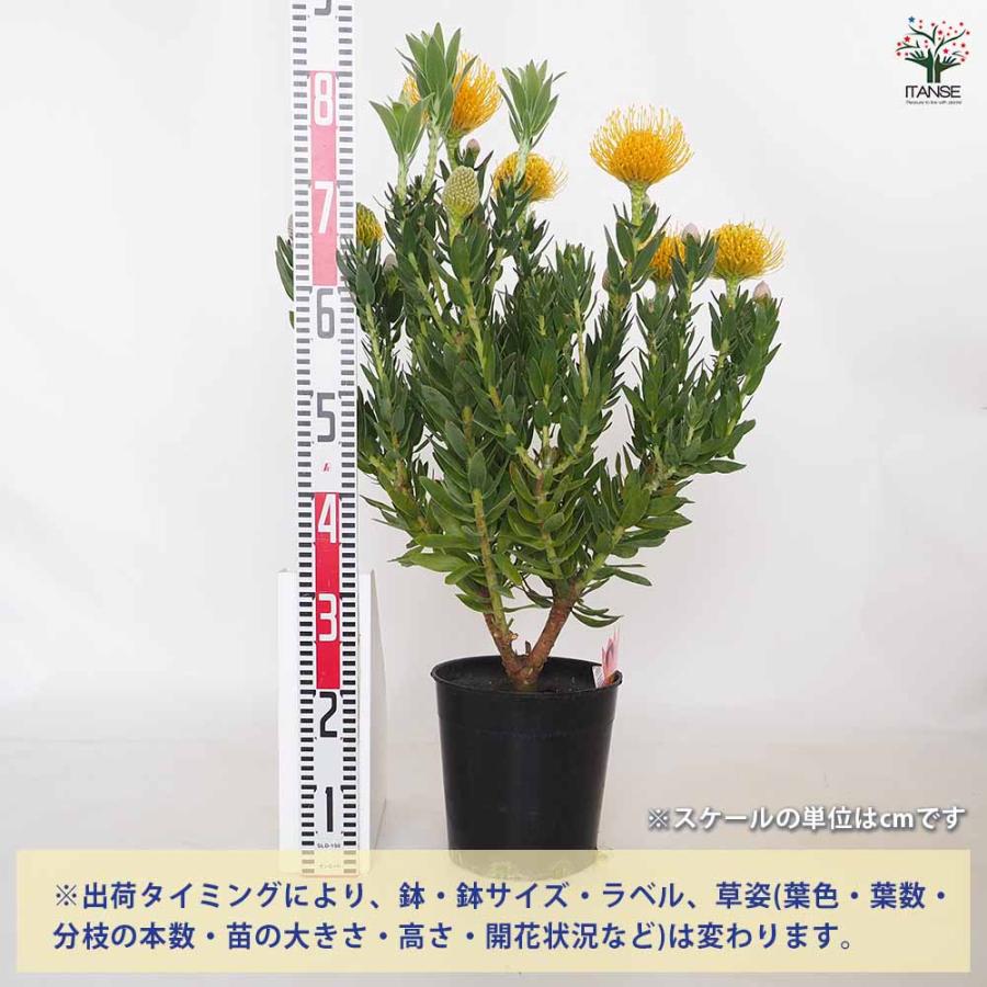 リューコスペルマム カーニバルイエロー 【花木苗 7号／1個売り