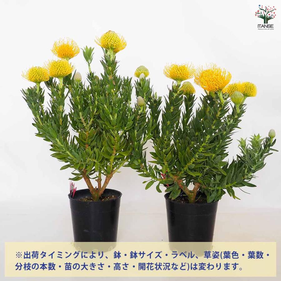 リューコスペルマム カーニバルイエロー 【花木苗 7号／1個売り