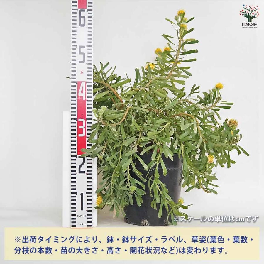 リューコスペルマム カリプソゴールド 【花木苗 7号／1個売り