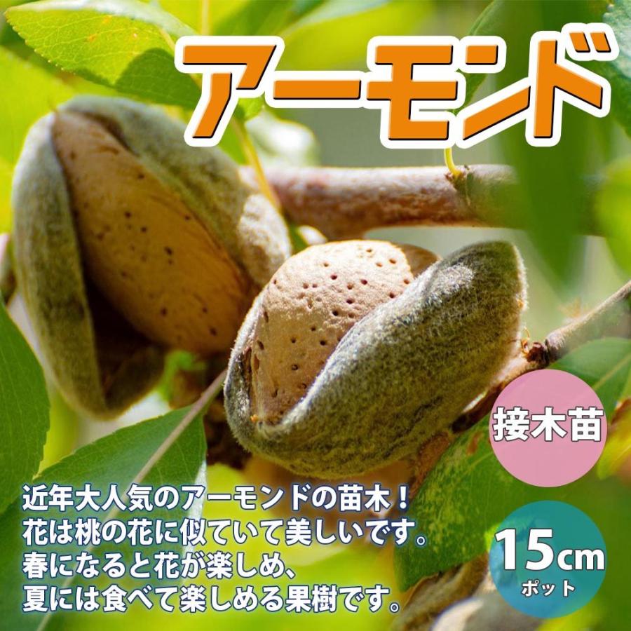 送料無料 アーモンドの苗木 果樹苗 2年生 接木苗15cmポット 1個 アーモンド苗 アーモンドの苗 アーモンドの木 ヘントウ 扁桃 ハタンキョウ 巴旦杏 庭植え 1 Itanse 1253 Shopooo By Gmo 通販 Yahoo ショッピング