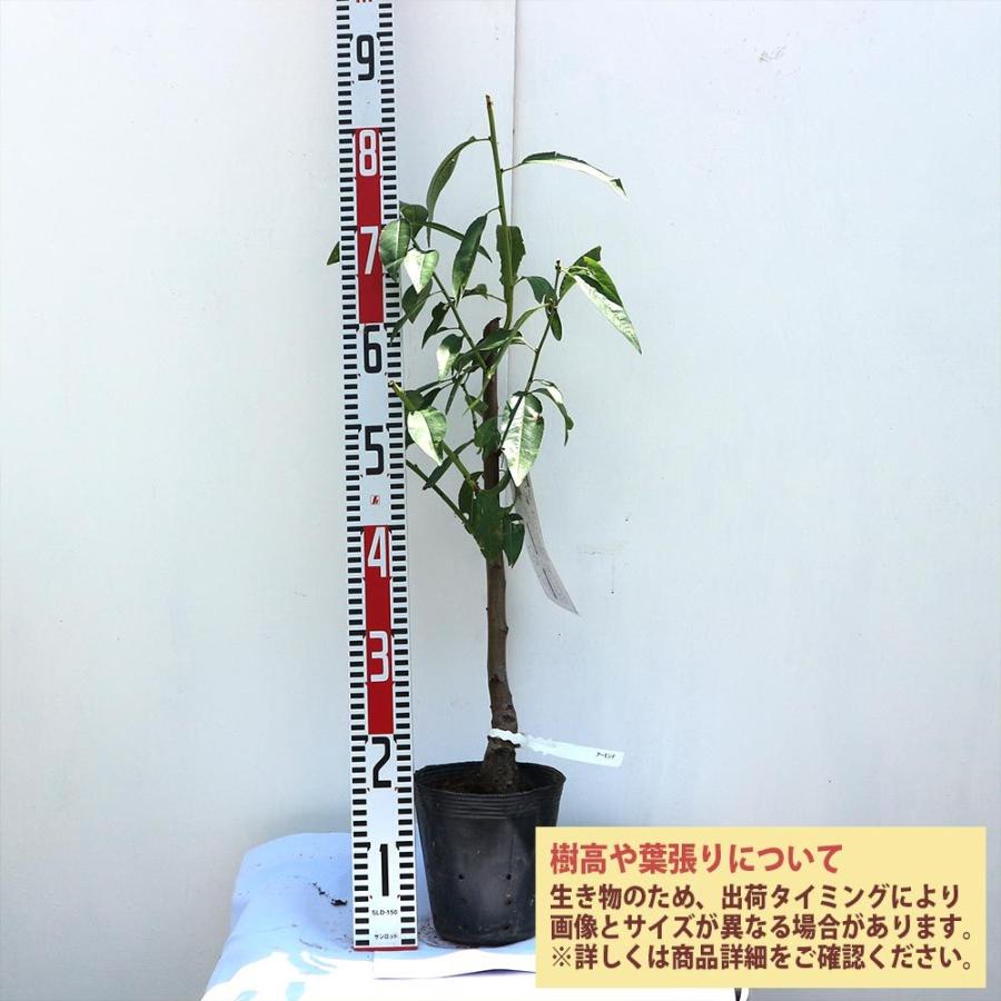 送料無料 アーモンドの苗木 果樹苗 2年生 接木苗15cmポット 1個 アーモンド苗 アーモンドの苗 アーモンドの木 ヘントウ 扁桃 ハタンキョウ 巴旦杏 庭植え 1 Itanse 1253 Shopooo By Gmo 通販 Yahoo ショッピング