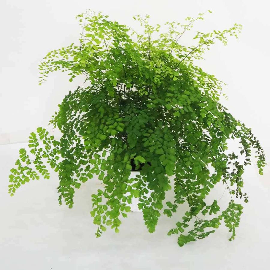 観葉植物 アジアンタム フラグランス 【観葉植物 5号／1個売り