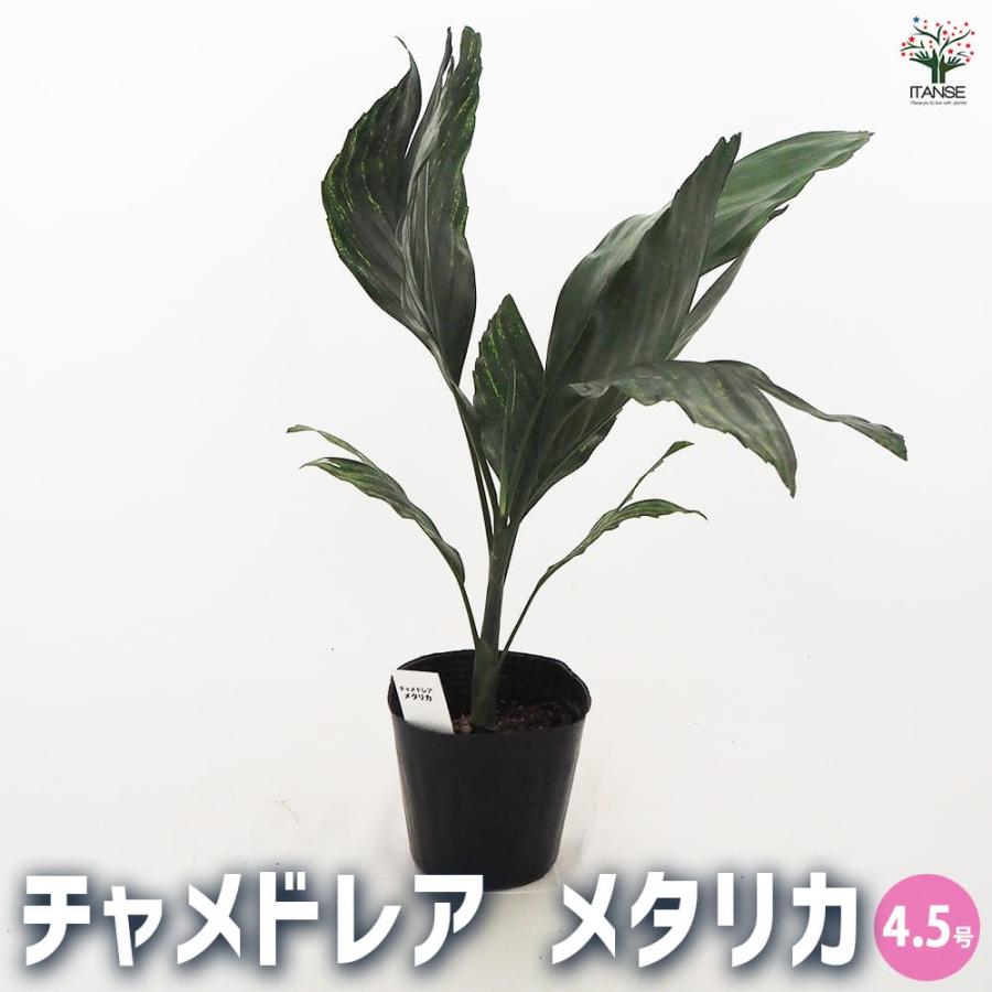 チャメドレア メタリカ 【観葉植物 4.5号／1個売り】 : shopooo by GMO