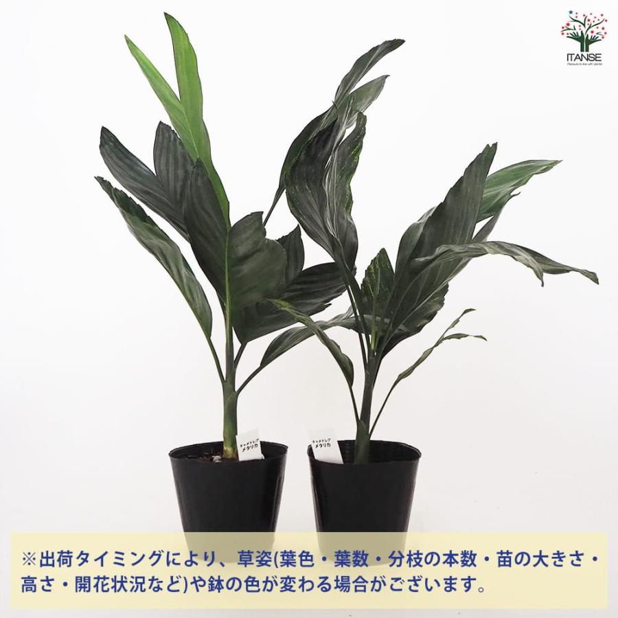 ヤシ科 メタリック (°Д°*)ッ! (現品)チャメドレア テネラ スマート ヤシ科 メタリック (°Д°*)ッ! (現品)チャメドレア テネラ スマート
