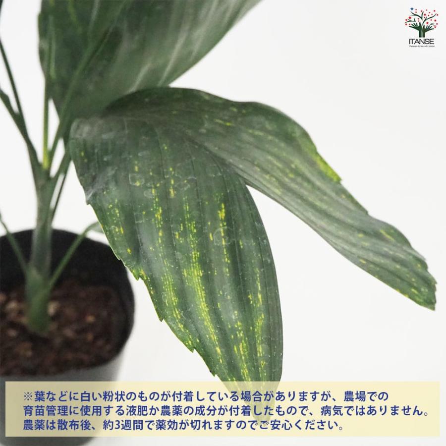 チャメドレア メタリカ 【観葉植物 4.5号／1個売り】 : shopooo by GMO