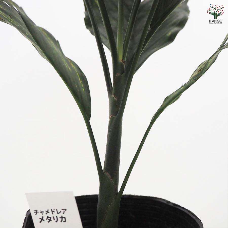 チャメドレア メタリカ 【観葉植物 4.5号／1個売り】 : shopooo by GMO