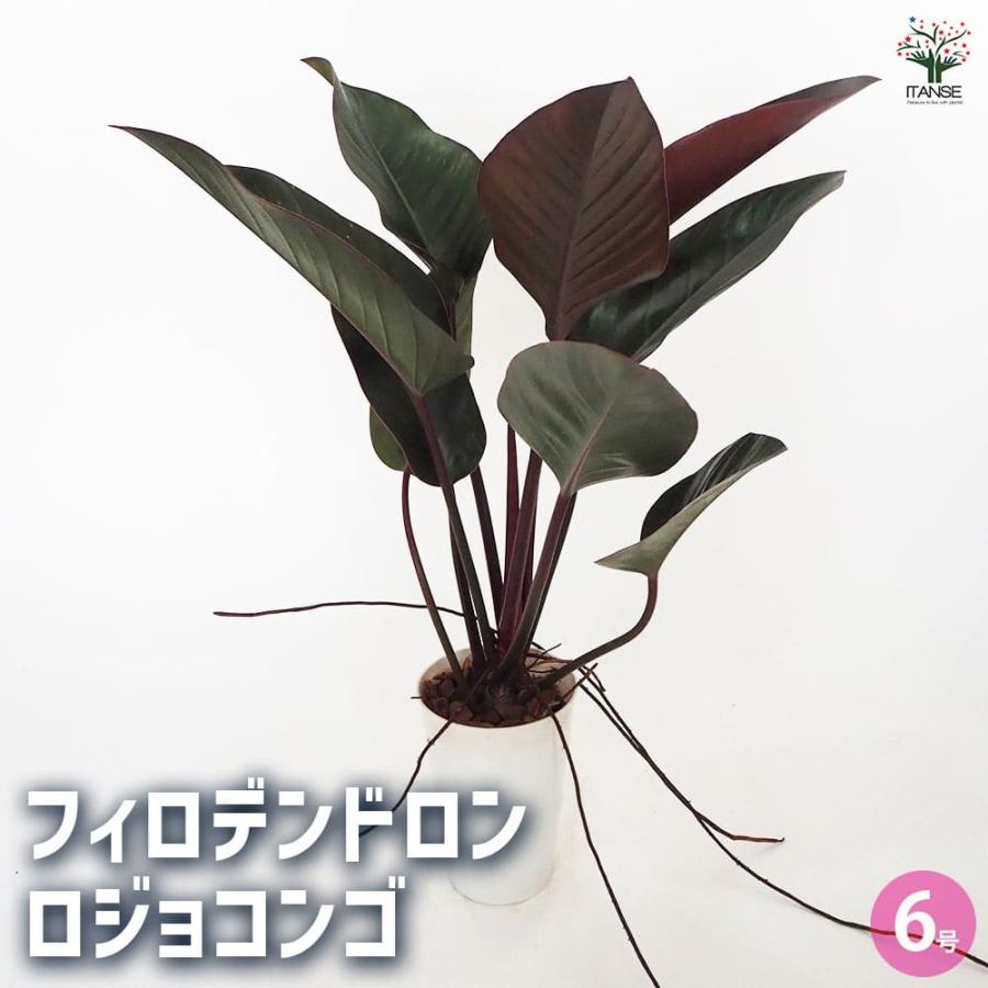 フィロデンドロン ロジョコンゴ 【観葉植物 6号／1個売り】 : shopooo