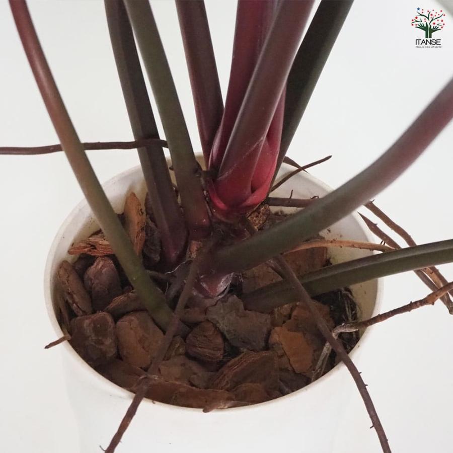 フィロデンドロン ロジョコンゴ 【観葉植物 6号／1個売り】 : shopooo