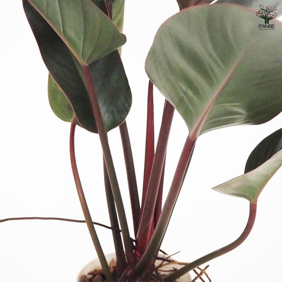 フィロデンドロン ロジョコンゴ 【観葉植物 6号／1個売り】 : shopooo