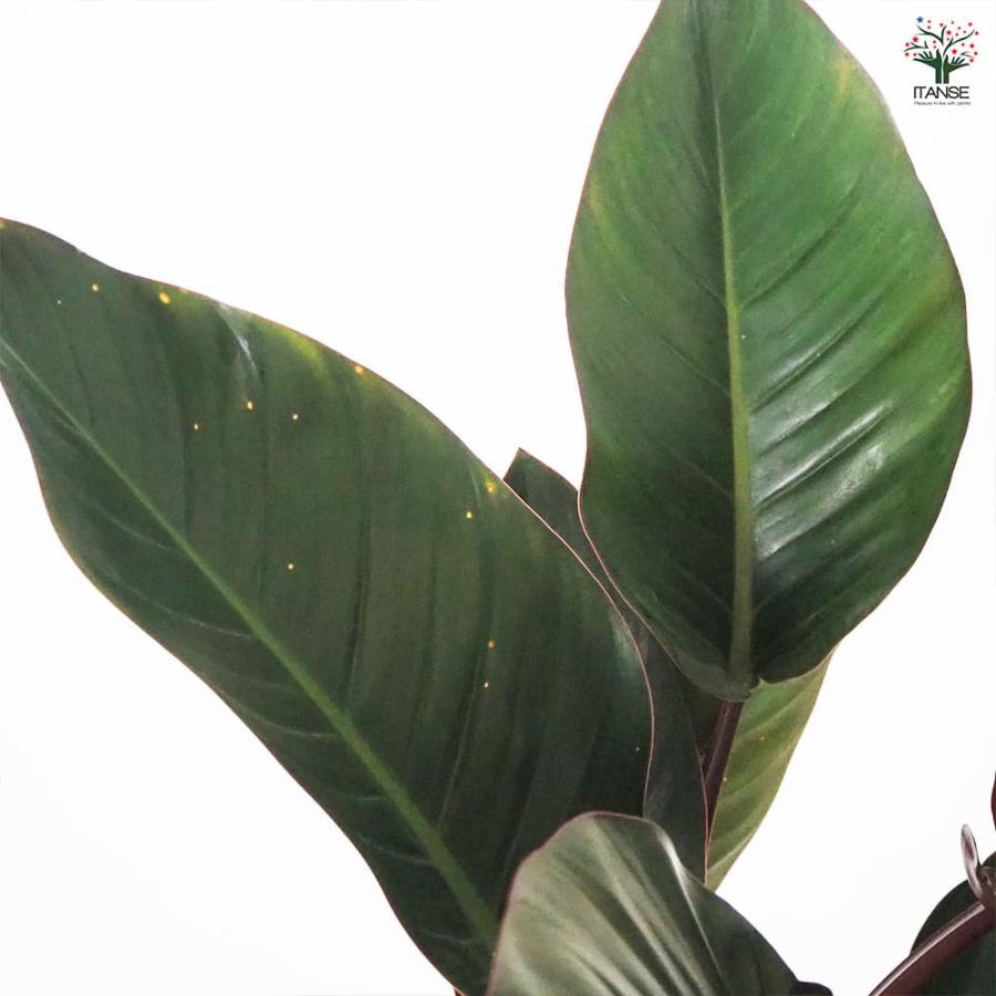 フィロデンドロン ロジョコンゴ 【観葉植物 6号／1個売り】 : shopooo