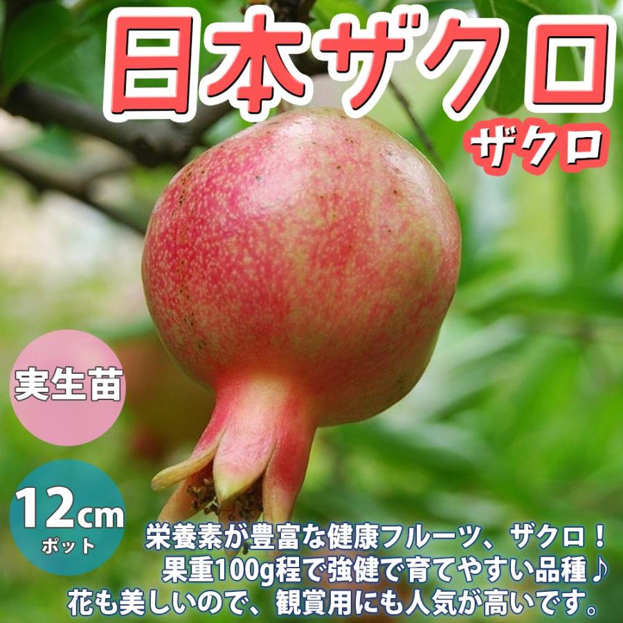 ザクロの苗木 日本ザクロ【果樹苗 2年生 実生苗12〜15cmポット／1個
