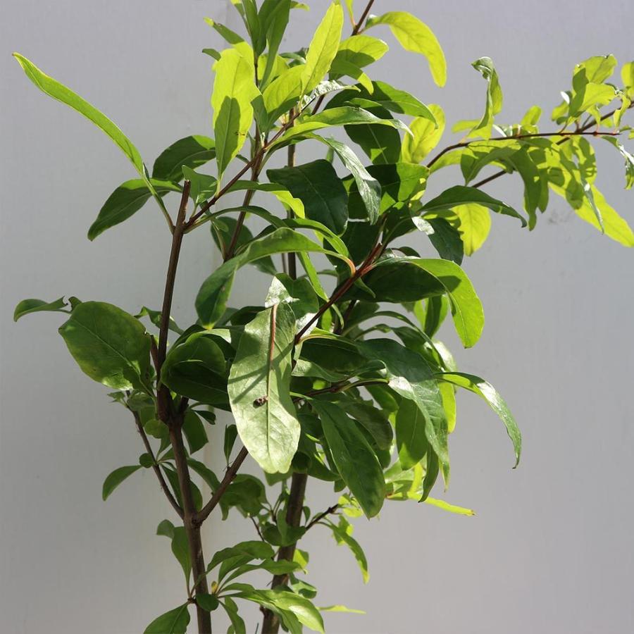 送料無料 ザクロの苗木 日本ザクロ 果樹苗 2年生 実生苗12 15cmポット 1個 ザクロ苗 ザクロの苗 ザクロの木 ざくろ苗 ざくろの苗 石榴 柘榴 若榴 庭植え 1 Itanse 1256 Shopooo By Gmo 通販 Yahoo ショッピング