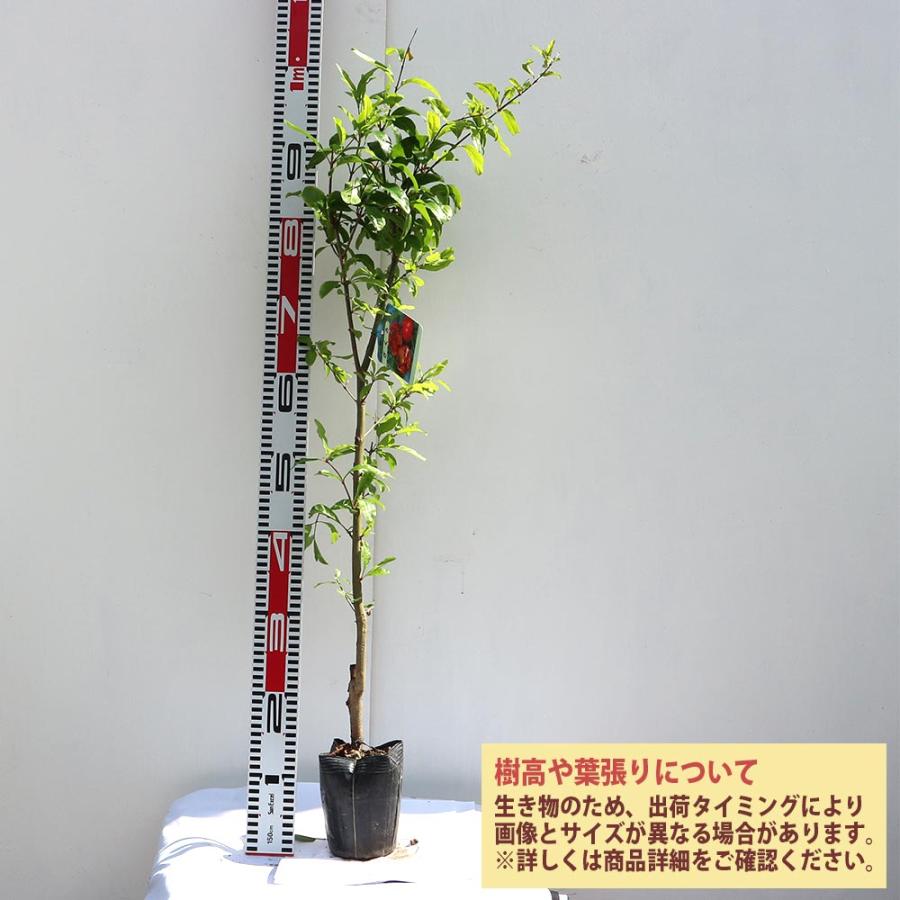 ザクロ☆ 苗木 鉢植え 落葉樹☆本島限定 ザクロ☆ 苗木 鉢植え 落葉樹