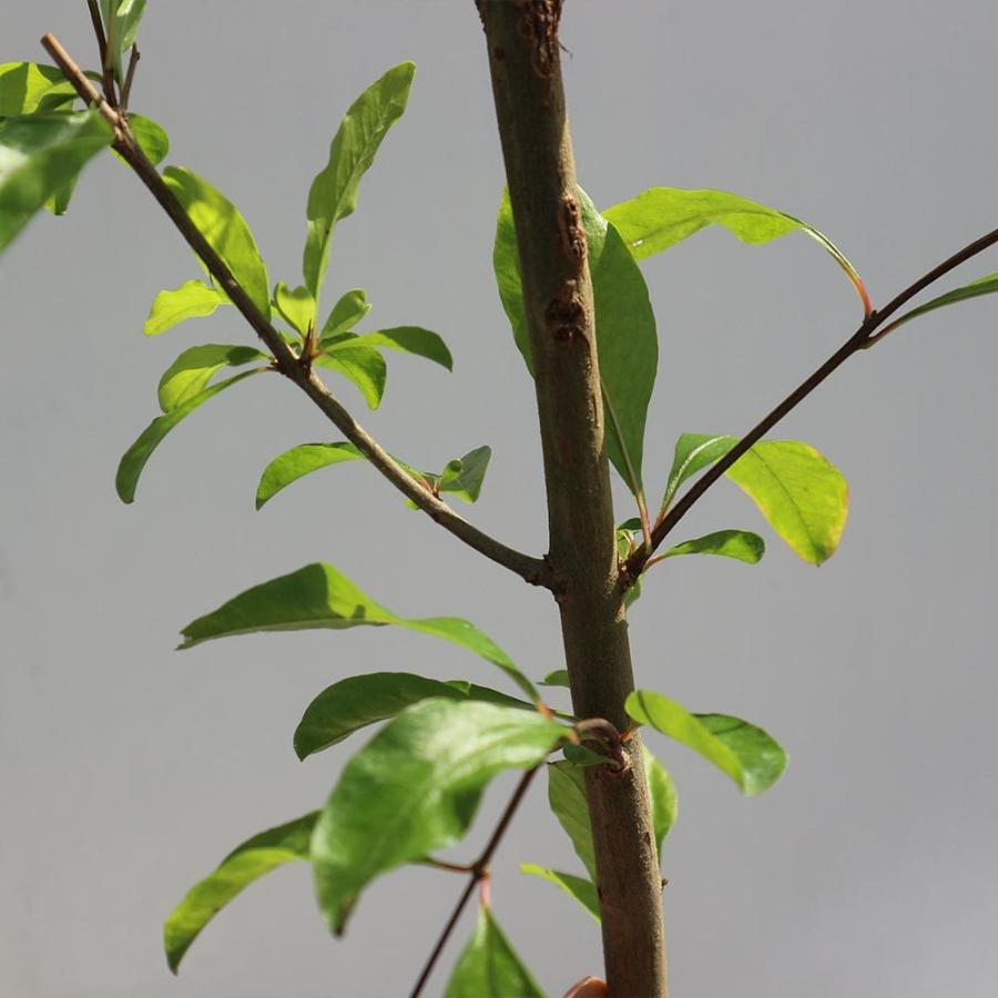 送料無料 ザクロの苗木 日本ザクロ 果樹苗 2年生 実生苗12 15cmポット 1個 ザクロ苗 ザクロの苗 ザクロの木 ざくろ苗 ざくろの苗 石榴 柘榴 若榴 庭植え 1 Itanse 1256 Shopooo By Gmo 通販 Yahoo ショッピング