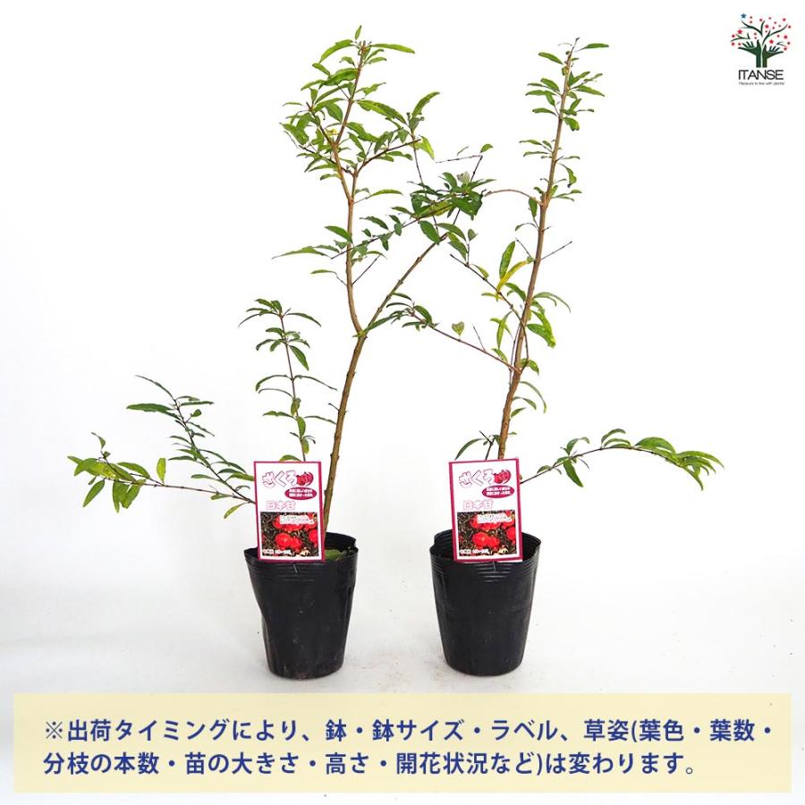 ザクロ★ 苗木 鉢植え 落葉樹★本島限定 ザクロ☆ 苗木 鉢植え 落葉樹☆本島限定 ザクロ☆ 苗木 鉢植え 落葉樹