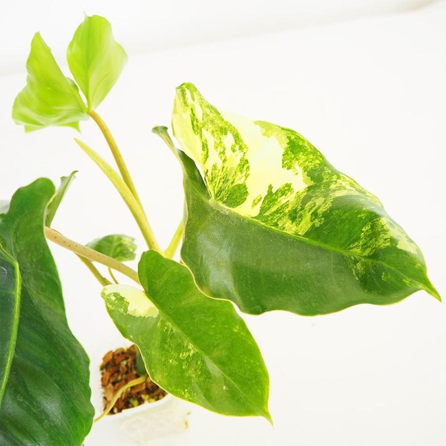 フィロデンドロン バールマルクスアルボ 【観葉植物 2.5号／1個売り