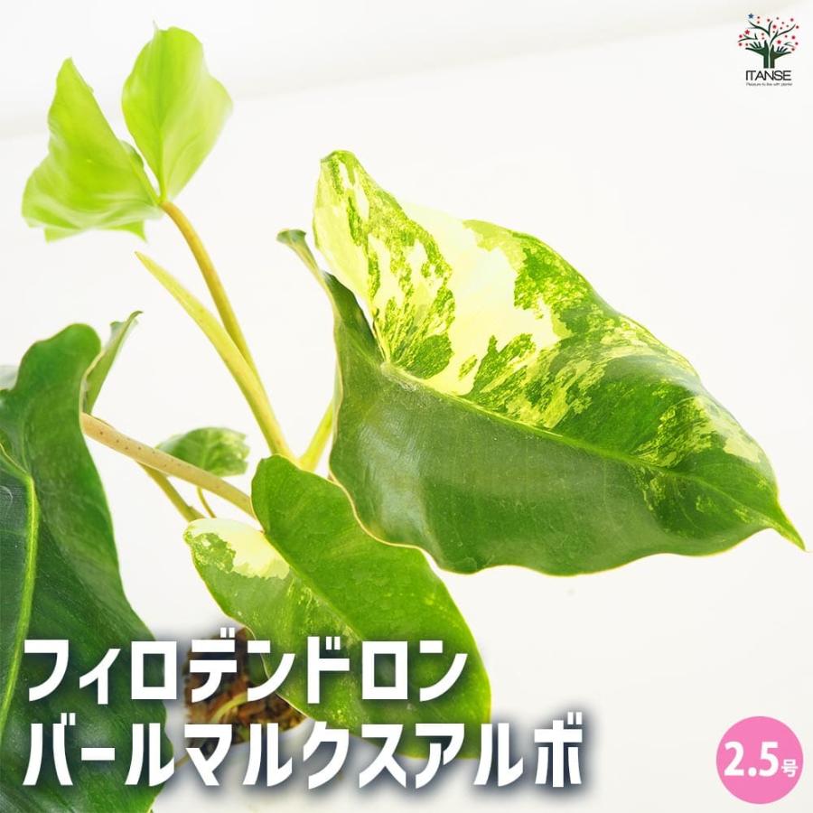 フィロデンドロン バールマルクスアルボ 【観葉植物 2.5号／1個売り