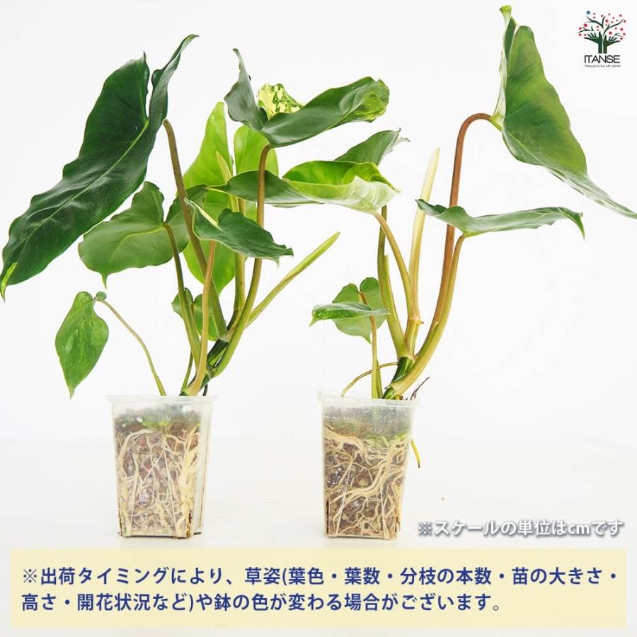 フィロデンドロン バールマルクスアルボ 【観葉植物 2.5号／1個売り