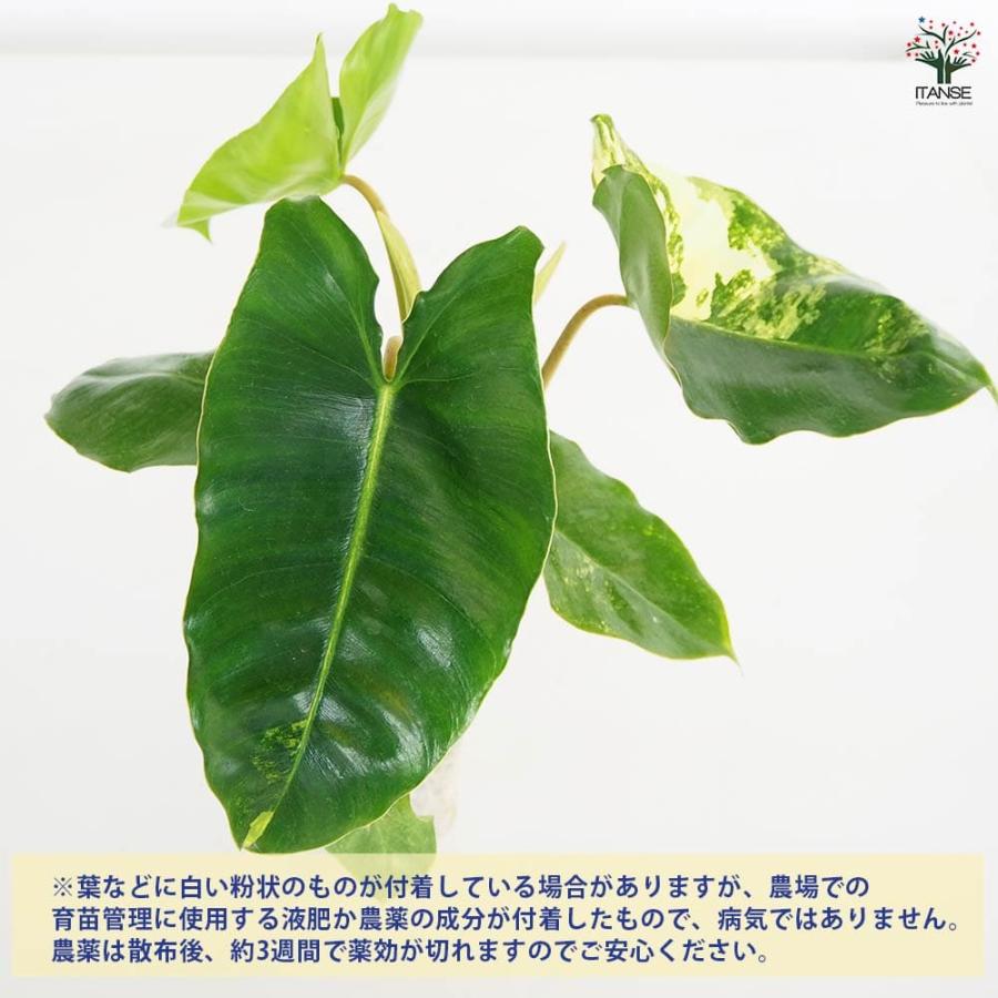 フィロデンドロン バールマルクスアルボ 【観葉植物 2.5号／1個売り