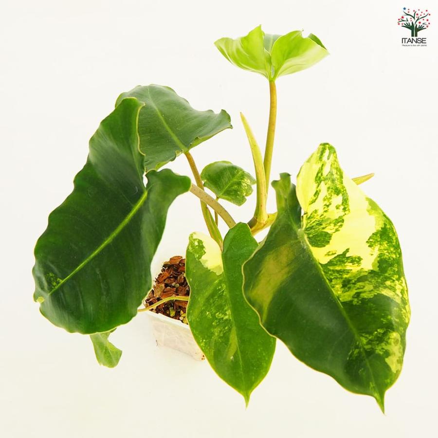 フィロデンドロン バールマルクスアルボ 【観葉植物 2.5号／1個売り