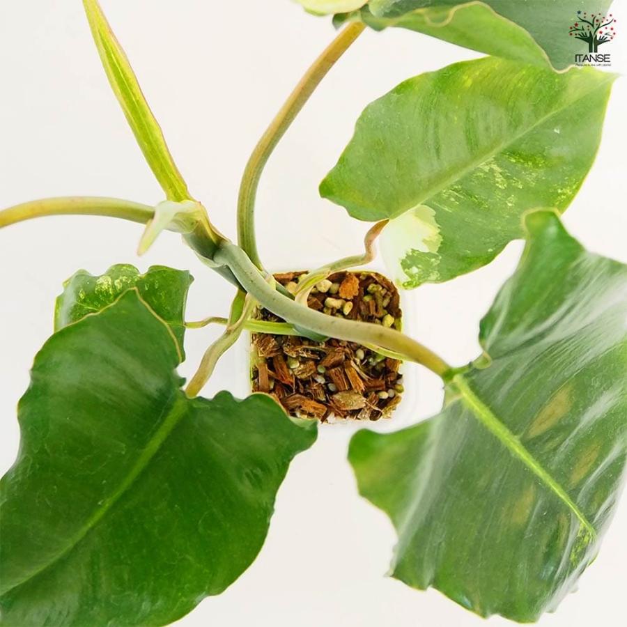フィロデンドロン バールマルクスアルボ 【観葉植物 2.5号／1個売り