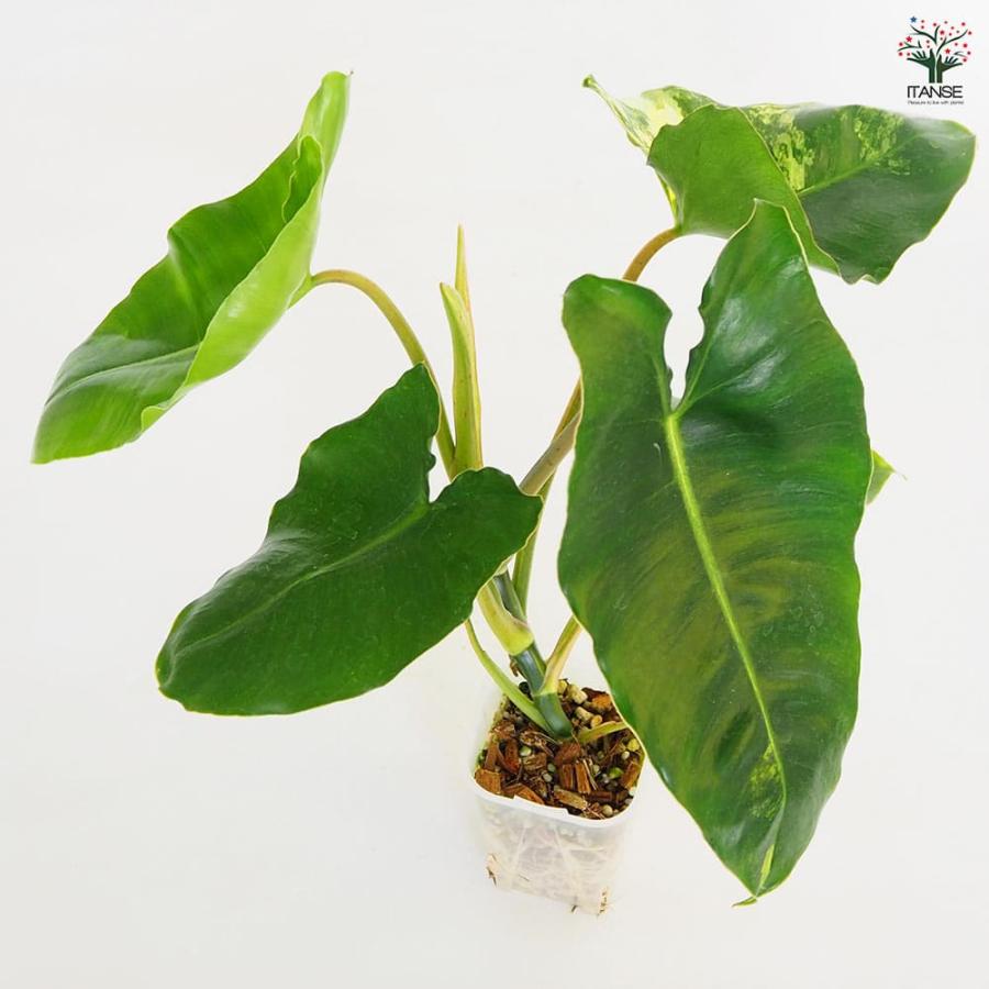 フィロデンドロン バールマルクスアルボ 【観葉植物 2.5号／1個売り