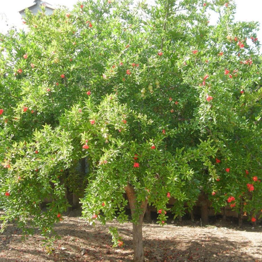 送料無料 ザクロの苗木 カリフォルニア 果樹苗 2年生 接木苗12 15cmポット 1個 ザクロ苗 ザクロの苗 ザクロの木 ざくろ苗 ざくろの苗 石榴 柘榴 若榴 庭植 1 Itanse 1257 Shopooo By Gmo 通販 Yahoo ショッピング