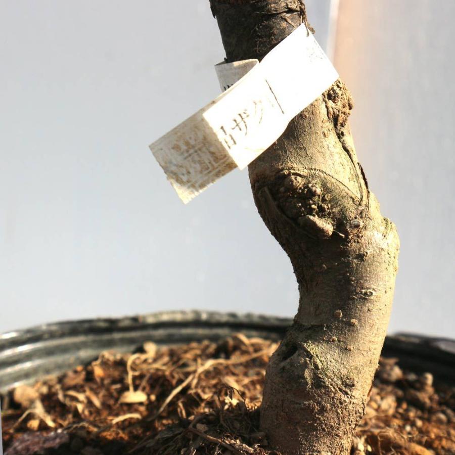 送料無料 ザクロの苗木 水晶 果樹苗 2年生 接木苗15cmポット 1個 ザクロ苗 ザクロの苗 ザクロの木 ざくろ苗 ざくろの苗 石榴 柘榴 若榴 庭植え 花木 植木 1 Itanse 1259 Shopooo By Gmo 通販 Yahoo ショッピング