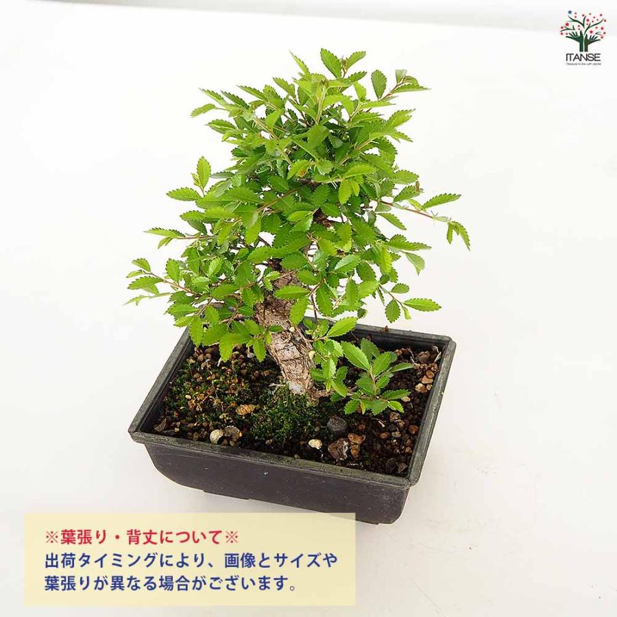 ケヤキ 楡欅(ニレケヤキ) 【盆栽 5号／1個売り】 【公式通販】