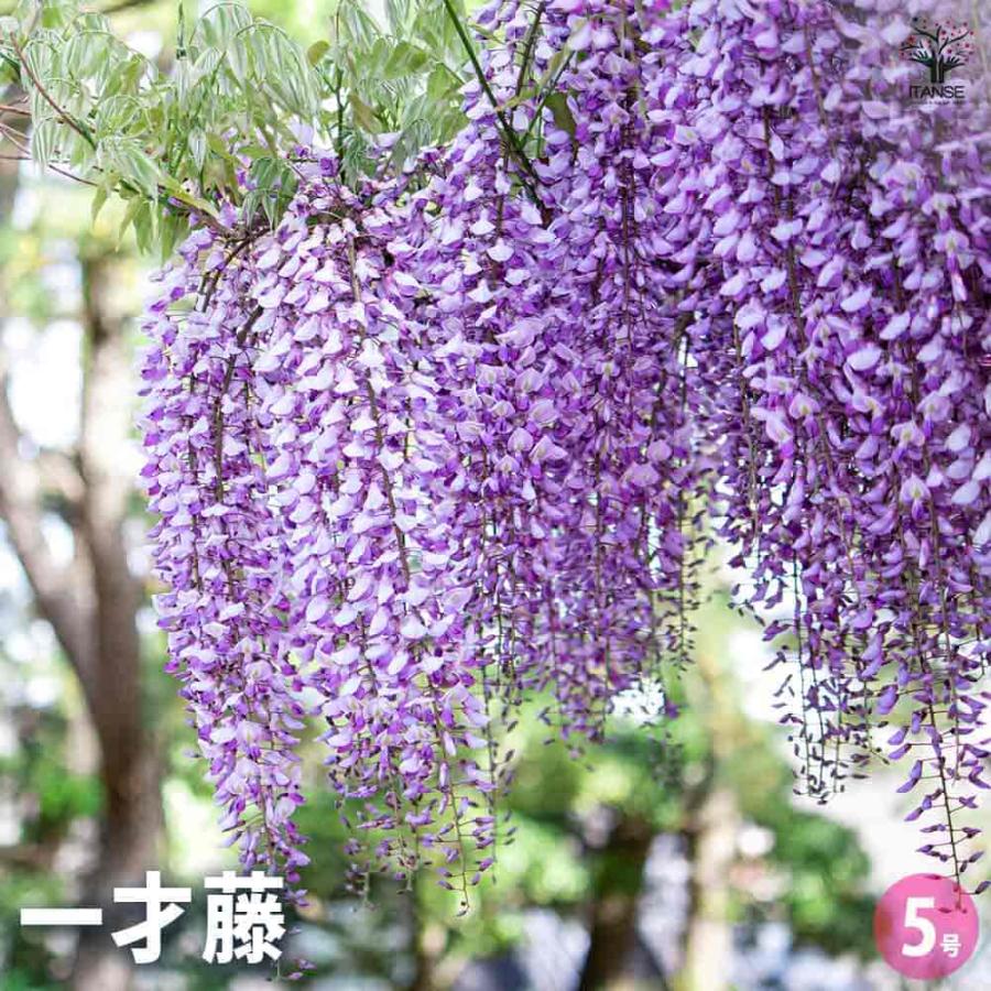 一才藤 【花木苗 5号／1個売り】 : shopooo by GMO - 通販 - Yahoo