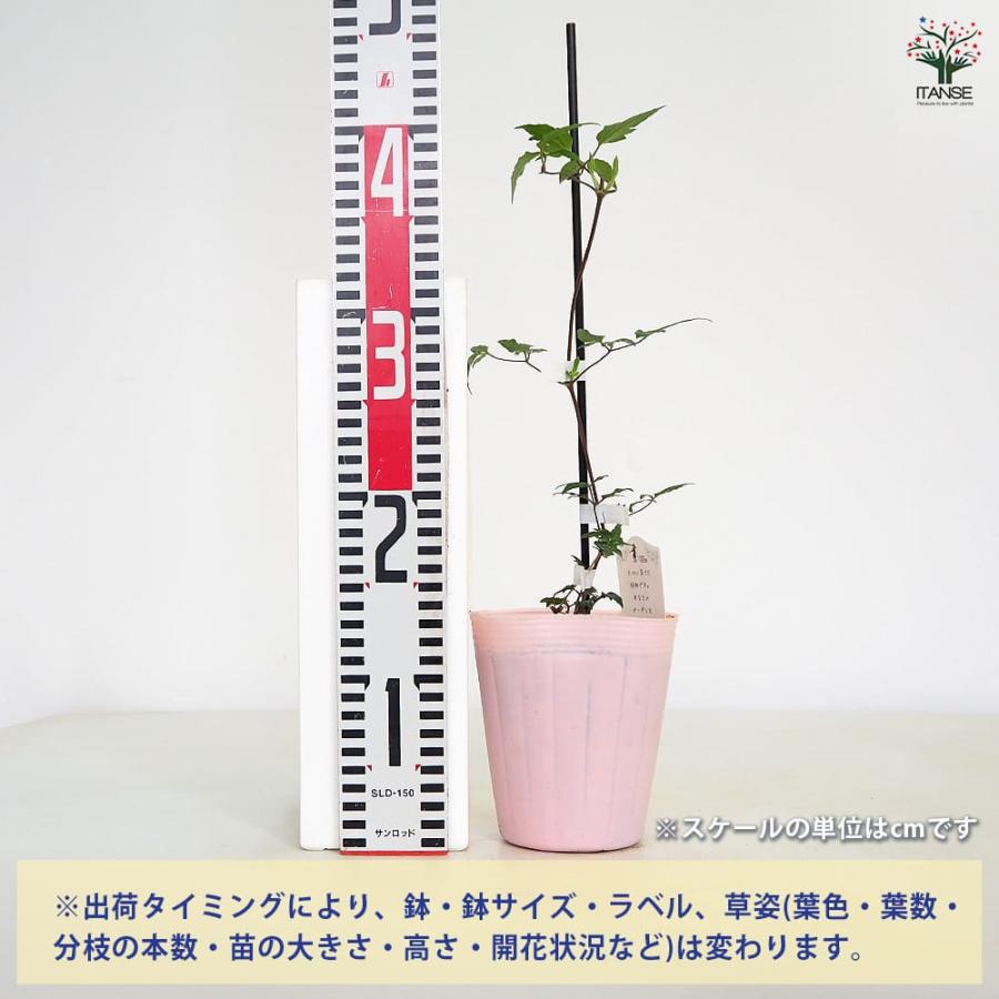 クレマチス 水面の妖精 【花苗 4号／1個売り】 : shopooo by GMO