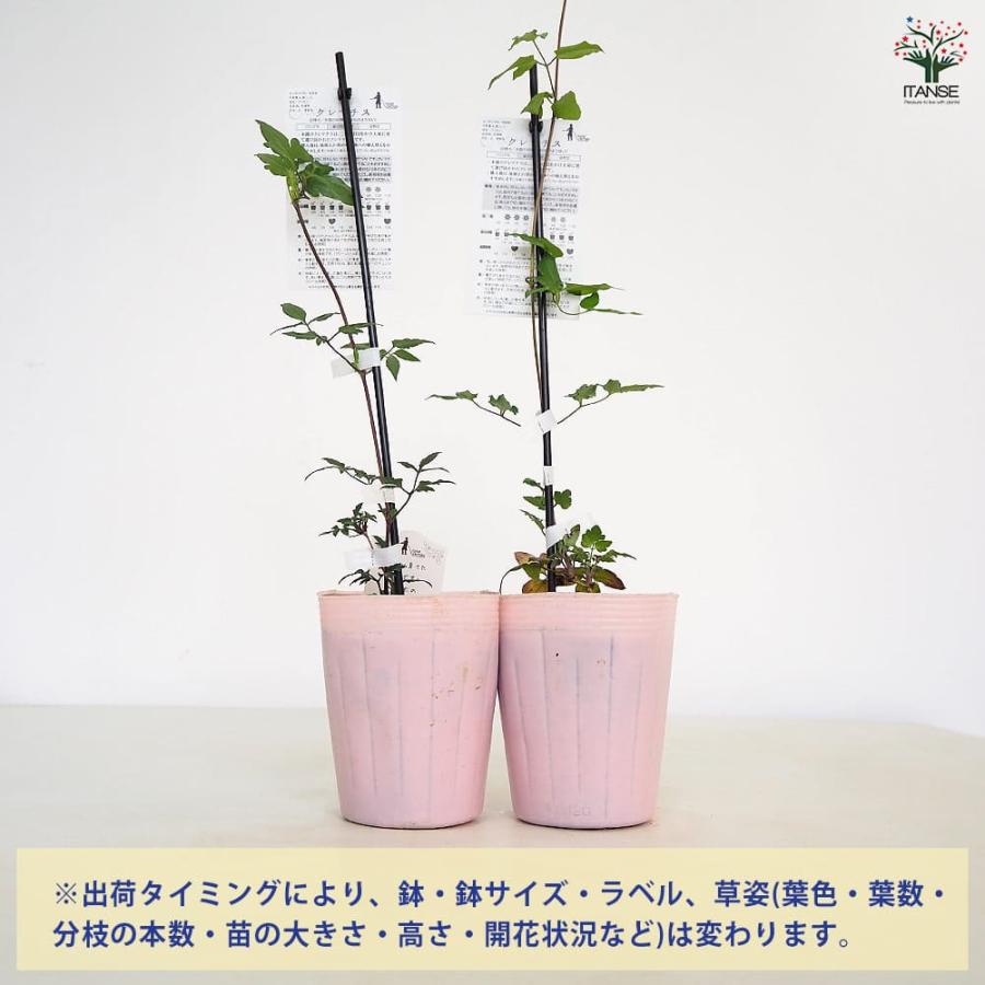 クレマチス 水面の妖精 【花苗 4号／1個売り】 : shopooo by GMO
